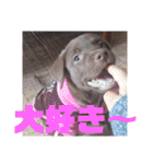 やまとの毎日 2（個別スタンプ：17）