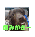 やまとの毎日 2（個別スタンプ：18）