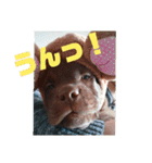 やまとの毎日 2（個別スタンプ：20）