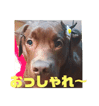 やまとの毎日 2（個別スタンプ：21）
