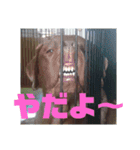 やまとの毎日 2（個別スタンプ：22）