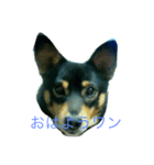 加枝ちゃん家のリリーちゃん（個別スタンプ：1）