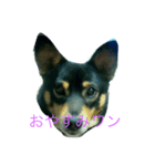 加枝ちゃん家のリリーちゃん（個別スタンプ：2）