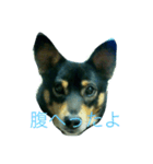 加枝ちゃん家のリリーちゃん（個別スタンプ：3）