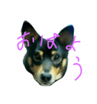 加枝ちゃん家のリリーちゃん（個別スタンプ：4）
