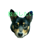 加枝ちゃん家のリリーちゃん（個別スタンプ：5）