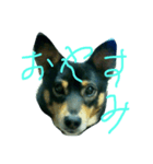 加枝ちゃん家のリリーちゃん（個別スタンプ：6）