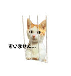 まさおくんのハッピーライフ（個別スタンプ：1）