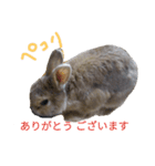 うさぎのコロちゃん 2（個別スタンプ：5）