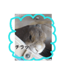 うさぎのコロちゃん 2（個別スタンプ：6）