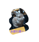 うさぎのコロちゃん 2（個別スタンプ：7）