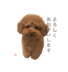 トイ・プードル☆fuku☆（個別スタンプ：1）