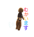 トイ・プードル☆fuku☆（個別スタンプ：11）