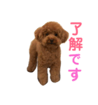 トイ・プードル☆fuku☆（個別スタンプ：14）