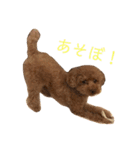 トイ・プードル☆fuku☆（個別スタンプ：15）