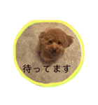トイ・プードル☆fuku☆（個別スタンプ：17）