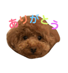 トイ・プードル☆fuku☆（個別スタンプ：21）