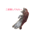 ニャンやねん（個別スタンプ：2）