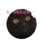 ニャンやねん（個別スタンプ：6）