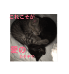 ニャンやねん（個別スタンプ：8）