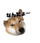 柴犬    はる（個別スタンプ：1）