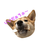 柴犬    はる（個別スタンプ：2）