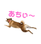 柴犬    はる（個別スタンプ：3）