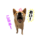 柴犬    はる（個別スタンプ：4）