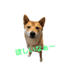 柴犬    はる（個別スタンプ：5）