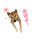 柴犬    はる（個別スタンプ：6）