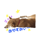 柴犬    はる（個別スタンプ：7）