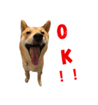 柴犬    はる（個別スタンプ：8）