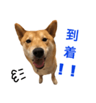 柴犬    はる（個別スタンプ：9）