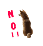 柴犬    はる（個別スタンプ：10）