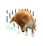 柴犬    はる（個別スタンプ：11）