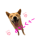 柴犬    はる（個別スタンプ：12）