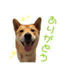 柴犬    はる（個別スタンプ：14）