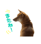 柴犬    はる（個別スタンプ：15）