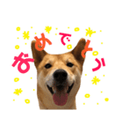 柴犬    はる（個別スタンプ：16）