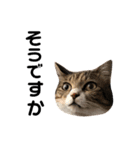 ねこのよいて（個別スタンプ：1）