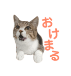 ねこのよいて（個別スタンプ：2）