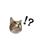 ねこのよいて（個別スタンプ：4）