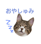 ねこのよいて（個別スタンプ：6）