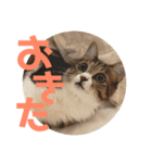 ねこのよいて（個別スタンプ：9）