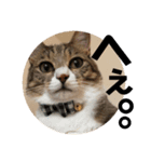 ねこのよいて（個別スタンプ：10）