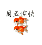 金魚（中国風）2-日常会話（個別スタンプ：12）