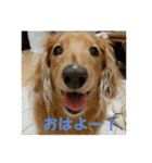 デカダックス優飛（個別スタンプ：1）