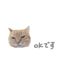 ゆかいな7ひきのねこたち（個別スタンプ：1）