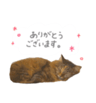 ゆかいな7ひきのねこたち（個別スタンプ：3）