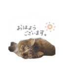 ゆかいな7ひきのねこたち（個別スタンプ：5）